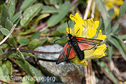 Alpen-Wundklee (Anthyllis vulneraria ssp. alpestris)