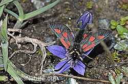 Alpen-Widderchen (Zygaena exulans) auf Mont Cenis-Glockenblume (Campanula cenisia) (F189814) Alpen-Widderchen (Zygaena exulans) auf Mont Cenis-Glockenblume (Campanula cenisia) (F189814)
