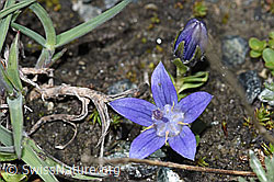 Mont Cenis-Glockenblume (Campanula cenisia) (08.2021, F189821)