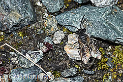 Gewöhnliche Zwergsandbiene (Andrena minutula) (08.2021, F189827)