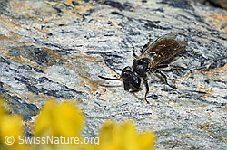 Foto: Gewöhnliche Zwergsandbiene (Andrena minutula)