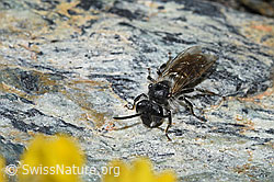 Gewöhnliche Zwergsandbiene (Andrena minutula) (08.2021, F189831)