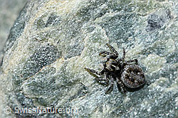 Attulus longipes (Springspinne) (F189835) Attulus longipes (Springspinne) (F189835)