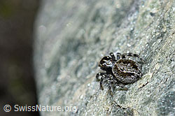 Attulus longipes (Springspinne) (F189838) Attulus longipes (Springspinne) (F189838)