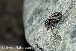 Attulus longipes (Springspinne) (F189839) Attulus longipes (Springspinne) (F189839)