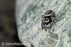 Attulus longipes (Springspinne) (F189840) Attulus longipes (Springspinne) (F189840)