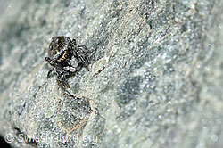 Attulus longipes (Springspinne) (F189842) Attulus longipes (Springspinne) (F189842)