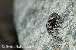 Attulus longipes (Springspinne) (F189843) Attulus longipes (Springspinne) (F189843)