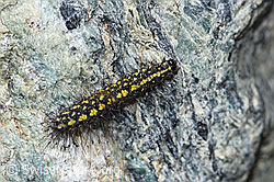 Gelber Alpen-Flechtenbär Raupe (Setina aurita) (F189897) Gelber Alpen-Flechtenbär Raupe (Setina aurita) (F189897)