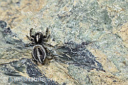 Attulus longipes (Springspinne) (F189908) Attulus longipes (Springspinne) (F189908)