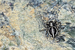 Attulus longipes (Springspinne) (F189909) Attulus longipes (Springspinne) (F189909)