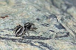 Attulus longipes (Springspinne) (F189911) Attulus longipes (Springspinne) (F189911)