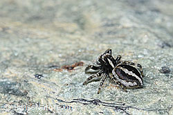 Attulus longipes (Springspinne) (F189913) Attulus longipes (Springspinne) (F189913)