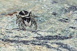 Attulus longipes (Springspinne) (F189915) Attulus longipes (Springspinne) (F189915)