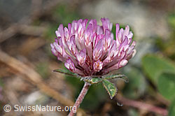 Schnee-Klee (Trifolium pratense ssp. nivale) (F190008) Schnee-Klee (Trifolium pratense ssp. nivale) (F190008)