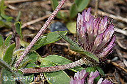 Schnee-Klee (Trifolium pratense ssp. nivale) (F190009) Schnee-Klee (Trifolium pratense ssp. nivale) (F190009)
