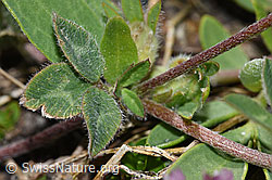 Schnee-Klee (Trifolium pratense ssp. nivale) (F190010) Schnee-Klee (Trifolium pratense ssp. nivale) (F190010)