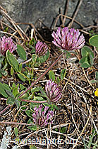 Schnee-Klee (Trifolium pratense ssp. nivale) (F190013) Schnee-Klee (Trifolium pratense ssp. nivale) (F190013)