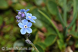Alpen-Vergissmeinnicht (Myosotis alpestris) (F190029) Alpen-Vergissmeinnicht (Myosotis alpestris) (F190029)