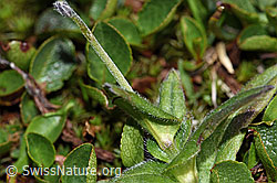 Alpen-Vergissmeinnicht (Myosotis alpestris) (F190032) Alpen-Vergissmeinnicht (Myosotis alpestris) (F190032)