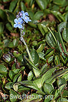 Alpen-Vergissmeinnicht (Myosotis alpestris) (F190033) Alpen-Vergissmeinnicht (Myosotis alpestris) (F190033)