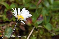 Gewöhnliche Alpenmargerite (Leucanthemopsis alpina) (F190036)