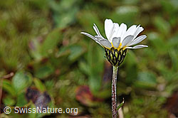 Gewöhnliche Alpenmargerite (Leucanthemopsis alpina) (F190037)