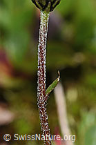 Gewöhnliche Alpenmargerite (Leucanthemopsis alpina) (F190038)