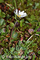 Gewöhnliche Alpenmargerite (Leucanthemopsis alpina) (F190040)