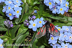 Alpen-Widderchen (Zygaena exulans) auf Kalk-Polsternelke (Silene acaulis)