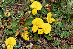 Lotus alpinus (F190047)