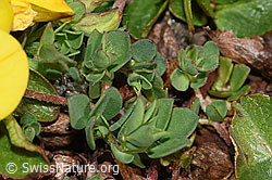 Lotus alpinus (F190048)