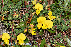 Lotus alpinus (F190049)