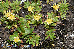 Séguiers Steinbrech (Saxifraga seguieri) (F190060) Séguiers Steinbrech (Saxifraga seguieri) (F190060)