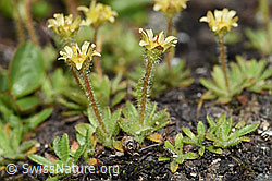 Séguiers Steinbrech (Saxifraga seguieri) (F190066) Séguiers Steinbrech (Saxifraga seguieri) (F190066)