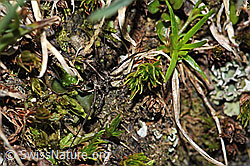 Gemeiner Gebirgsweberknecht (Mitopus morio) (F190080) Gemeiner Gebirgsweberknecht (Mitopus morio) (F190080)