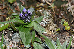 Alpen-Vergissmeinnicht (Myosotis alpestris) (F190081) Alpen-Vergissmeinnicht (Myosotis alpestris) (F190081)
