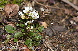 Kurzstängelige Gämskresse (Pritzelago alpina ssp. brevicaulis) (F190083) Kurzstängelige Gämskresse (Pritzelago alpina ssp. brevicaulis) (F190083)