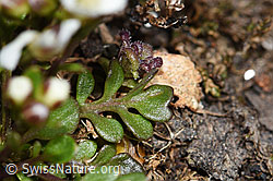 Kurzstängelige Gämskresse (Pritzelago alpina ssp. brevicaulis) (F190085) Kurzstängelige Gämskresse (Pritzelago alpina ssp. brevicaulis) (F190085)