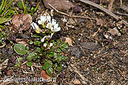 Kurzstängelige Gämskresse (Pritzelago alpina ssp. brevicaulis) (F190087) Kurzstängelige Gämskresse (Pritzelago alpina ssp. brevicaulis) (F190087)