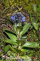 Alpen-Ehrenpreis (Veronica alpina) (F190089) Alpen-Ehrenpreis (Veronica alpina) (F190089)