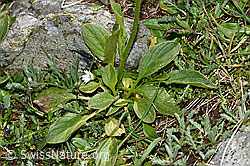 Doronicum clusii (F190117)