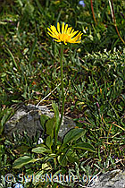 Clusius Gämswurz (Doronicum clusii) (06.08.2021, F190119)