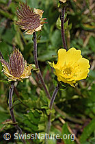 Kriechende Berg-Nelkenwurz (Geum reptans) (F190120) Kriechende Berg-Nelkenwurz (Geum reptans) (F190120)
