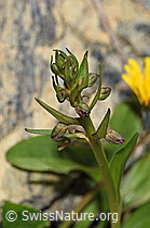 Coeloglossum viride (F190132)