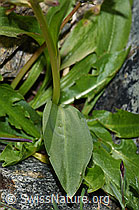 Coeloglossum viride (F190133)