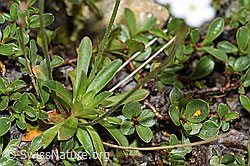 Stumpfblättriger Mannsschild (Androsace obtusifolia) (F190139)