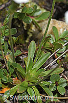 Stumpfblättriger Mannsschild (Androsace obtusifolia) (F190140)