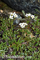 Stumpfblättriger Mannsschild (Androsace obtusifolia) (F190143)
