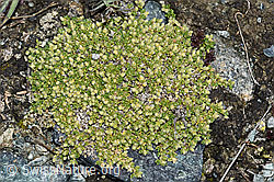 Alpen-Bruchkraut (Herniaria alpina) (F190149) Alpen-Bruchkraut (Herniaria alpina) (F190149)